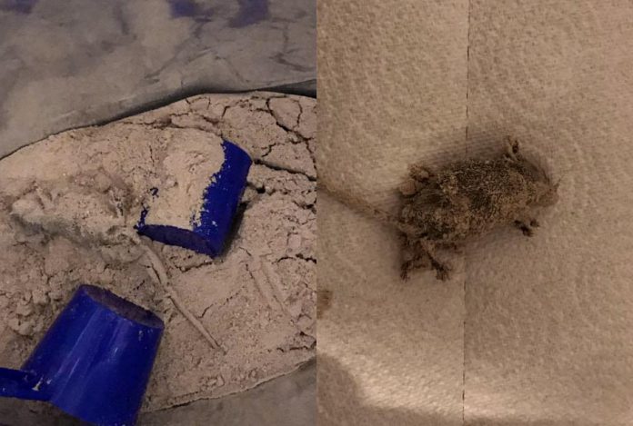 Brite gesteht vor Gericht: Tote Maus in Whey von MyProtein war eine komplette Lüge!