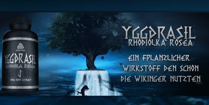 Die Wunderwaffe für jeden Bodybuilder: Yggdrasil Rhodiola Rosea von Gods Rage Die Wunderwaffe für jeden Bodybuilder: Yggdrasil Rhodiola Rosea von Gods Rage