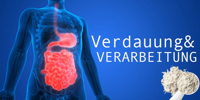 Die Verdauung und Verarbeitung von Whey Protein