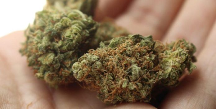 fitzwater_cannabis_bodybuilder